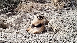 Watch a Badger Bury a Cow [upl. by Ecneps]