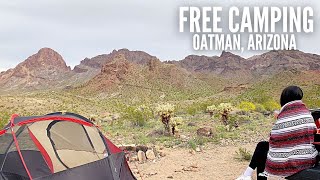 Free Camping in Oatman Arizona  Dispersed Tent Camping  Easy Camp Breakfast [upl. by Brocklin]