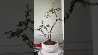 Creating Bonsai The Elder Brother The Younger Brother bonsaitips bonsaitree bonsaiideas [upl. by Edlyn315]