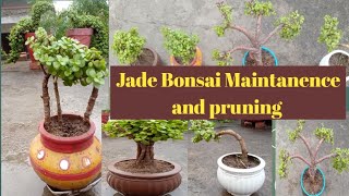 My Jade Bonsai Collection maintenance and pruning  jade bonsai shape [upl. by Llenol]