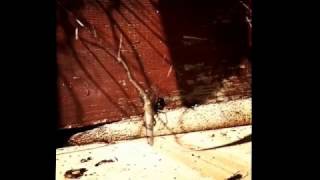 Redback spider vs lizard Australia’s deadliest spider [upl. by Eirod]