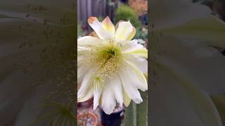 Our last Peruvian Apple cactus’s flower bloomed ☺️🌵succulents cactus [upl. by Stoat]