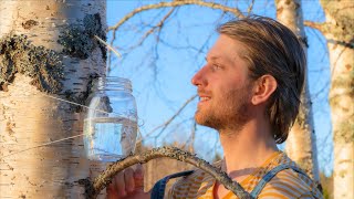 How to Make Birch Sap [upl. by Iaw]