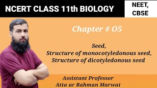 Seed Structure of monocotyledonous seed  structure of dicotyledonous seed NCERT Class 11 Biology [upl. by Perceval]