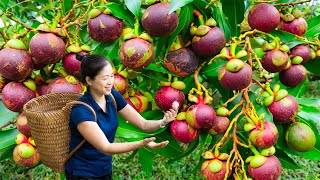 Harvesting Mangosteen amp Goes To Market Sell  Gardening And Cooking  Lý Tiểu Vân [upl. by Clarhe]