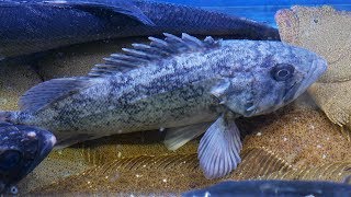 Live Korean Rockfish Cutting for Sashimi │ Noryangjin Fish Market Seoul Korea │ Seafood in Korea [upl. by Oijimer13]