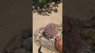 Ferocactus cylindraceus [upl. by Sandie]