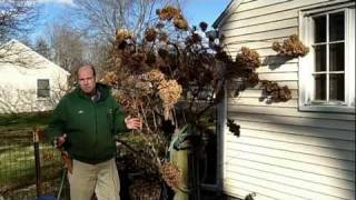 How to Prune Tree Hydrangea 1 of 3  Hydrangea paniculata  Newtown CT Garden Maintenance [upl. by Liddy]