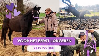 BEGINNEN met LONGEREN voor 25 jarige SPRINGPAARD [upl. by Suckow971]