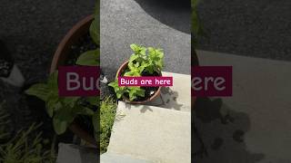 Zinnia from seeds to bloom in container shortvideo youtube feedshorts [upl. by Rufford]