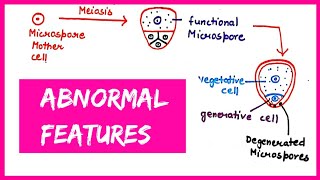 Microsporogenesis  Abnormal features  pollen grains in cyperaceae  BSc  MSc  PGT  NEET [upl. by Yrac86]