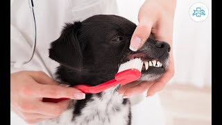 como LIMPAR DENTES de CACHORRO com tartaro  Escovação Caseira [upl. by Pihc729]