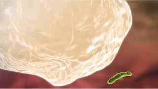 Mechanism Of Phagocytosis in WBC amp Amoeba [upl. by Anyrak]