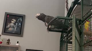 Merlin the african grey timneh parrot says Happy Monday [upl. by Kiraa]