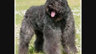 BOUVIER DES FLANDRES VILEBOY of Closluette The Best 3  httpwwwbouviersdesflandreschiotscom [upl. by Nerrual216]