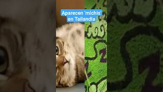 Gatos durmientes aparecen en arrozales de Tailandia [upl. by Haibot41]