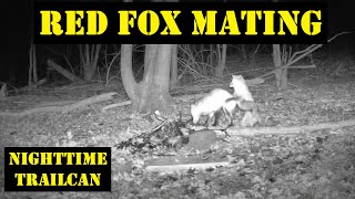 Trail Camera Red Fox Mating [upl. by Egiarc]