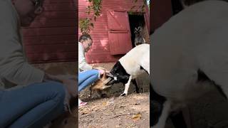 goat goatbusiness funnyanimals animals goatfarmbusiness goatlandfarm farming funnycreatures [upl. by Esinwahs]