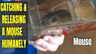 HOW TO CATCH A MOUSE HUMANELY PestStop TripTrap Review Humane Trap [upl. by Donell]