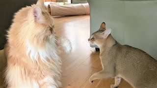 Maine Coon vs F3 Chausie [upl. by Nura]