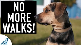 You’re NOT Ready For “Leash Walking” Until Your Dog Can Do THIS [upl. by Trilbee]