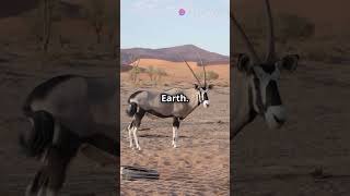 5 Mind Blowing Facts About Red fronted Gazelles [upl. by Natsirt948]