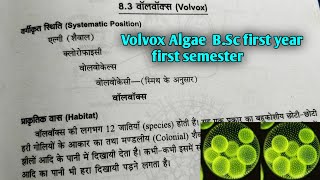 Volvox Algae in hindi  BSc first year botany first semester Microbiology and plant pathology [upl. by Lathan]