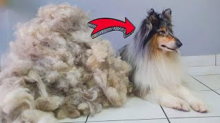 ALL HER HAIR  HUGE UNDERCOAT REMOVAL ManWithTheDogs Deshedding Rough Collie Grooming [upl. by Lutero]