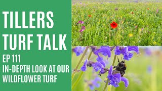 Tillers Turf Talk Ep 111  An indepth look at our Wildflower Turf [upl. by Havot846]