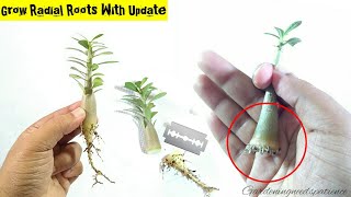 Adenium Root Training From Early Stage  Complete Guide To Grow Radial Roots In Adenium [upl. by Placido]