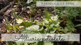 Fabiola e le erbe Lalliaria petiolata [upl. by Yecac]