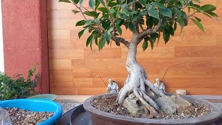 Ficus sobre roca de esqueje cambio de sustrato y poda de raíces [upl. by Tripp879]