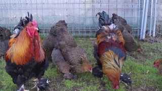 gallinas de raza brahma [upl. by Moseley]