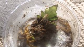 Tarantula Feeding Video 148 Part 2  Threat Pose and Escapees [upl. by Ahsias]