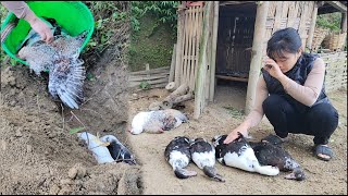 Chickens and ducks all got sick and died Ngan uses fertilizer for Giang plants [upl. by Ynelram]