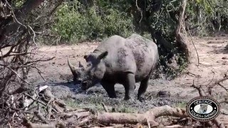 Hluhluwe Umfolozi Game Reserve Black Rhino amp White Rhino [upl. by Annayi]