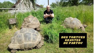 DES TORTUES GEANTES de Partout des dinosaures Tortue géante des Seychelles sulcata pardalis [upl. by Netsrak82]