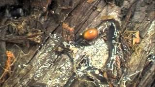 New Zealand flatworm [upl. by Yvehc]