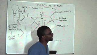 Brachial plexus made ridiculously simple PART 3 Lecture [upl. by Corrianne576]