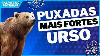 Puxada do urso  Jogo do Bicho [upl. by Nnalyrehs]