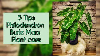 5 Tips Philodendron Burle Marx Plant Care [upl. by Yennep]