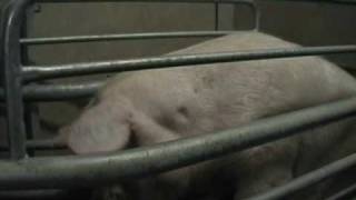 sow in farrowing crate trying to lie down [upl. by Trometer245]