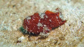 Juvenile Striated Frogfish [upl. by Taveda]