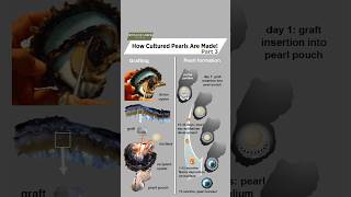 The Art of Cultured Pearl Formation  StepbyStep [upl. by Byrn183]