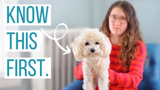 5 Reasons NOT to Get a Maltipoo  Is the Maltipoo the Right Dog for You [upl. by Bodrogi449]