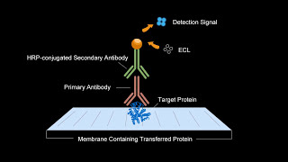 Elabscience Western Blot Video Tutorial [upl. by Good]