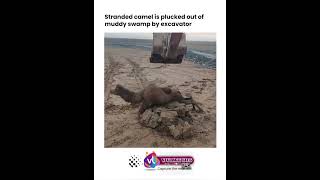 Camel Life Saved Rescue a Week Baby Camel 🐪 [upl. by Lander]