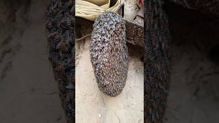 A small beautiful bee hive nature beehive youtubeshorts [upl. by Ross934]