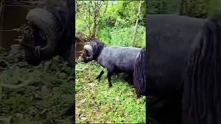 quotViral Moment Quessant Sheep Breaks a Tree in Secondsquot [upl. by Creedon]