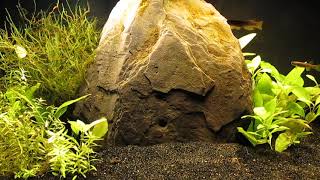 Freeing Up Tank for Killifish Breeding 92224 [upl. by Roots]